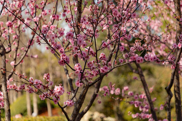 pink cherry blossom