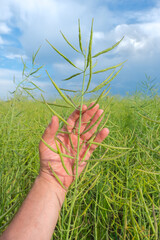 Close-up of green unripe pod of rapeseed in a man's hand against the background of a cloudy blue sky in summer. Field of unripe young and green rapeseed pods