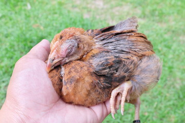 Hand holding a sick blind chicken infected with infectious coryza infection on swelling eyes. - obrazy, fototapety, plakaty