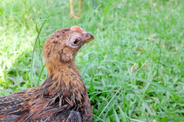 Hand holding a sick blind chicken infected with infectious coryza infection on swelling eyes.