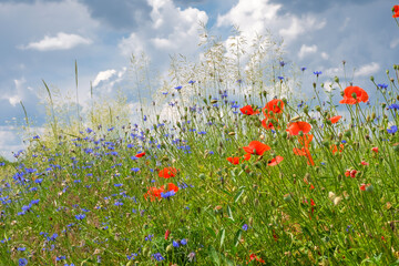 Poppies and cornflowers and other wild flowers on meadow against cloudy background closeup. Beautiful summer background, copy space