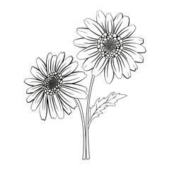 Daisy flower, isolated line art illustration 