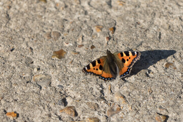 Fototapeta na wymiar Small Tortoiseshell butterfly (Aglais urticae L.) resting on a concete path in the spring sunshine