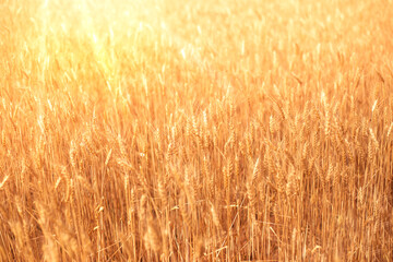 Wheat ears on the field in summer with sun rays. Natural vegetable golden background