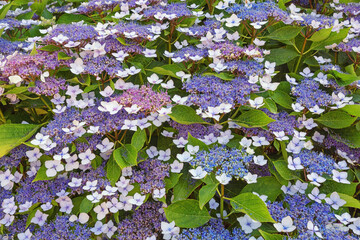 Flowering shrub of hydrangea ( Hydrangea aspera ) on  summer day