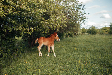 Naklejka na ściany i meble Reddish colt with white spot on the forehead pastures near the trees in a glade with tiny yellolw flowers