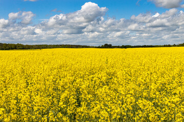 Obraz premium Rapsfeld
