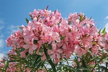 Pink flowers of oleander tree ( Nerium oleander ) against blue sky on sunny summer day