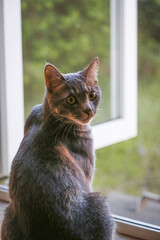 猫, ねこ, ネコ, 子猫, グレーの猫