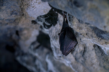 Closeup sleeping lesser horseshoe bat covered by wings, hibernating upside down.