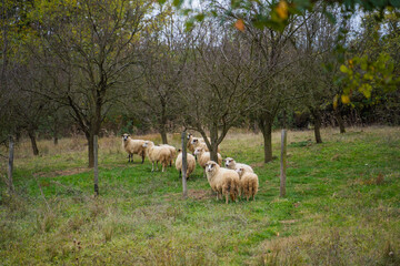 flock of sheep in a field