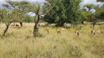 Fototapeta na wymiar impala in the wild