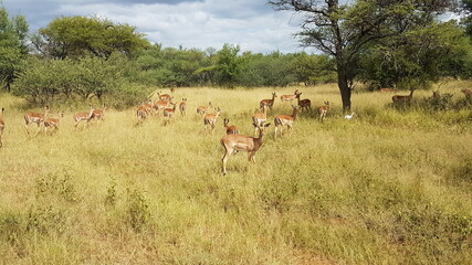 impala in the wild