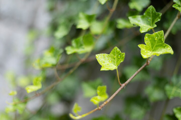 green leaves on a tree
