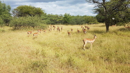 impala in the wild