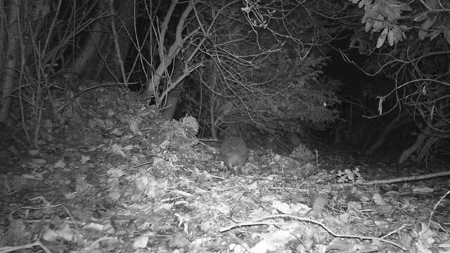 nachtaktiver Kleinohrigel (Erinaceus sp.) auf der Suche nach Futter