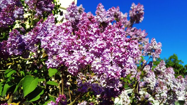 Juicy flowering branch of lilac against the blue sky.