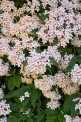 Abelia x grandiflora