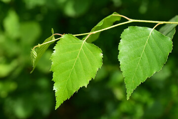 Young birch leaves on a twig. Fresh foliage. 