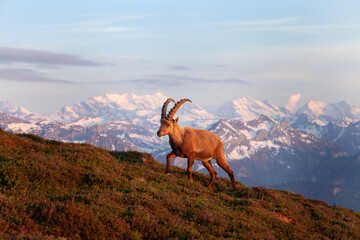 Alpine ibex moving in the Switzerland Alps. Ibex male in the mountains. European wildlife during spring time. 