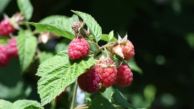 raspberry on branch. Summer sunny day
