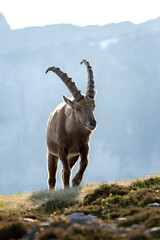 Alpine ibex moving in the Switzerland Alps. Ibex male in the mountains. European wildlife during...