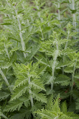 Perovskia atriplicifolia