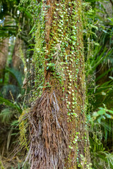 Vegetation detail in New Zealand