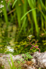 Angolo di un giardino botanico