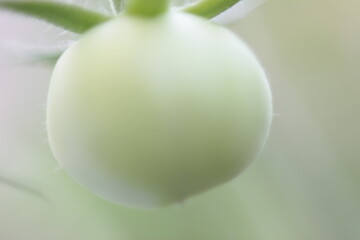 tomato growing 