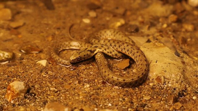 camouflaged snake near the lake.
The water snake is a Eurasian nonvenomous snake belonging to the family Colubridae, subfamily Natricinae. It is also called  dice snake.
exotic reptile.
wildlife, wild