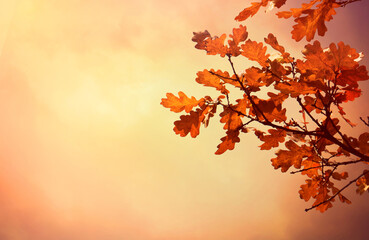 Nature autumn background.
