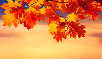Beautiful Nature autumn background