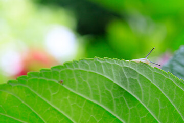 キュウシュウシロマイマイ（カタツムリ）　Kyushuushiromaimai (snails)