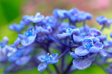 アジサイ（ポップコーン）金山アジサイ園　福岡県糸田町　Hydrangea(popcorn)　Kanayama Hydrangea garden Fukuoka-ken Itoda town