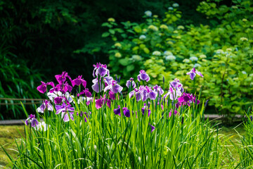 Iris flowers shining in the sun.
