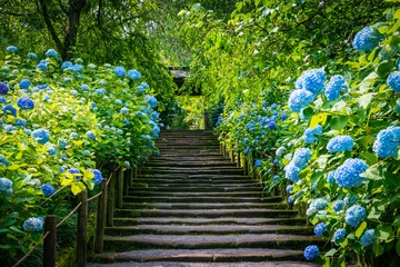 Foto op Canvas Hydrangea flowers along the stone steps leading to the main hall of Meigetsuin Temple. © Alvin Yoshikawa