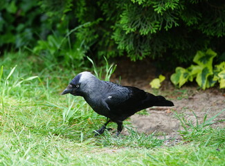 jackdaw in the garden