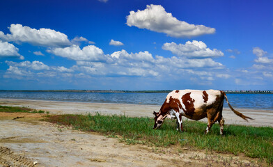 Spotted cow grazes on the shore of a natural reservoir, Ukraine.