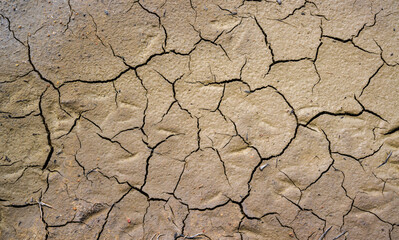 Dry cracked green with traces of white salt on the shore of a natural reservoir, Ukraine.