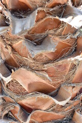 Bäume, Palmen und Pflanzen