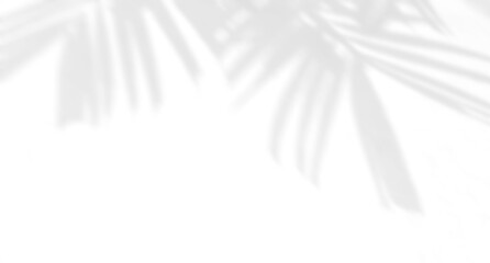 Obraz premium Palm leaves natural shadow on a white wall, overlay effect for photo, mock up, product, wall art, design presentation