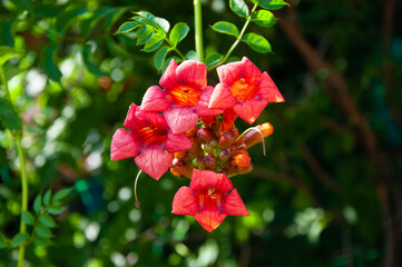 Flowers of campsis close up