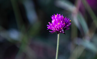 close up of a purple flower