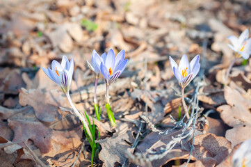 spring crocus flowers