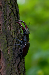 Stag beetle on the tree with selective focus