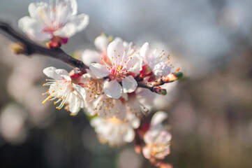 blossom in spring