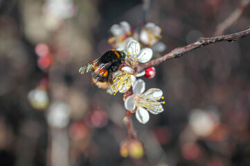 bee on flower
