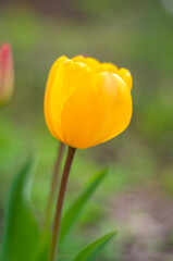 yellow tulip