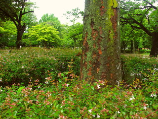 公園の雨に濡れた欅の古木と植え込みのアベリア